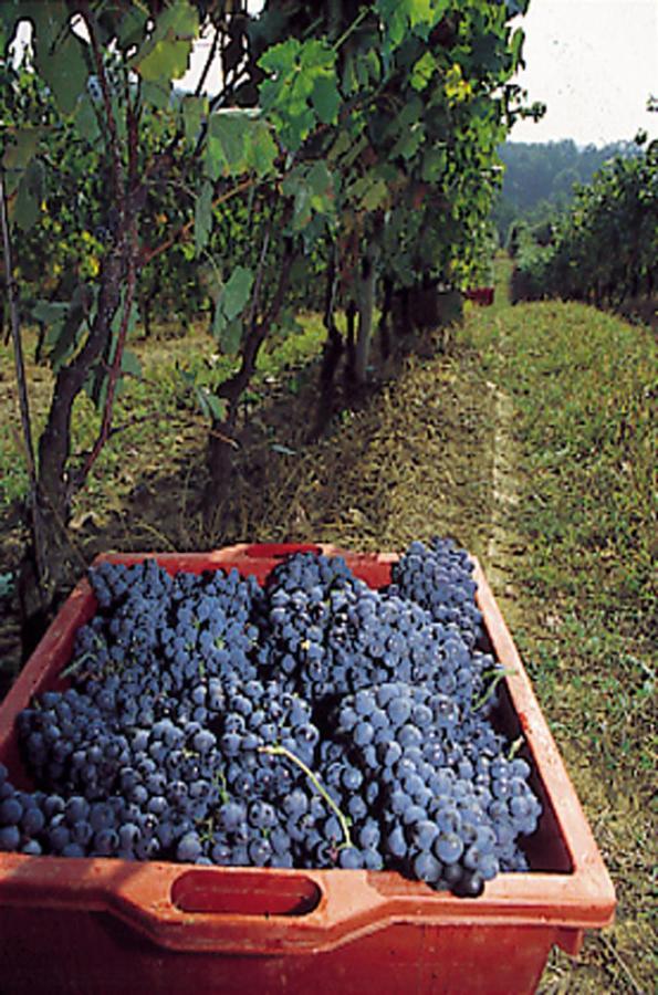 Marchesi Incisa Winery Lodge Rocchetta Tanaro Exterior foto