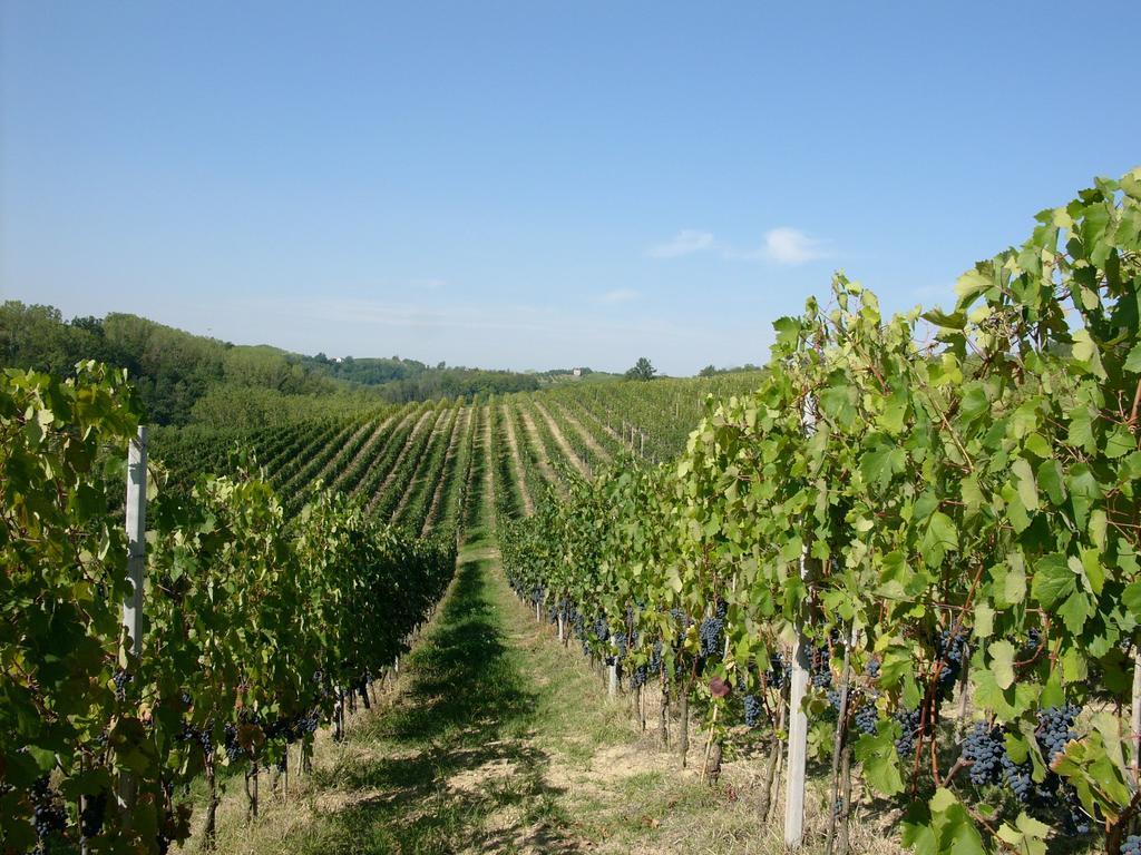 Marchesi Incisa Winery Lodge Rocchetta Tanaro Exterior foto